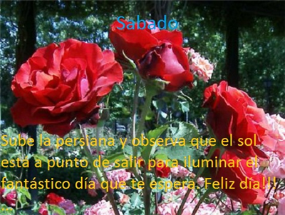 Feliz sabado