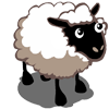 schaap