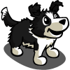 Border Collie Puppy