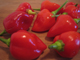 Hot Pepper For Everyone