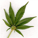 Legalize It