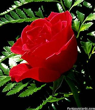Rose..