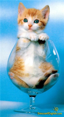 Kitten..!!