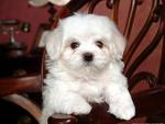 Cute puppy...