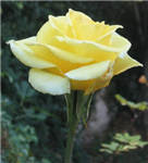 Gift 4 U