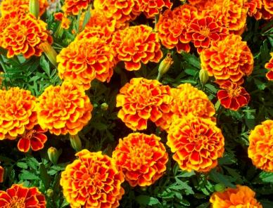 Marigold
