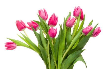 Tulips