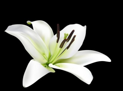 Lily