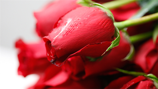 Roses