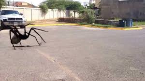 Que Tipo De Insecto Eres?