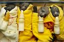 Litter of Baby Bats