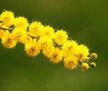 mimosa