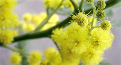 mimosa