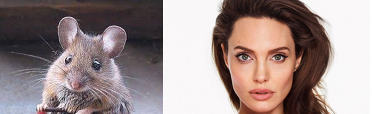 Nisa Mısın Angelina Jolie Mi?