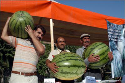 Hangi Meyvesin, Pazarda Çürük Elma Mısın?