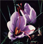 Safran