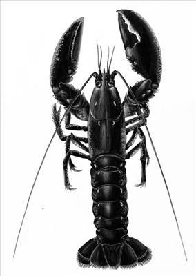 Hvor Meget Hummer Er Du Idag?