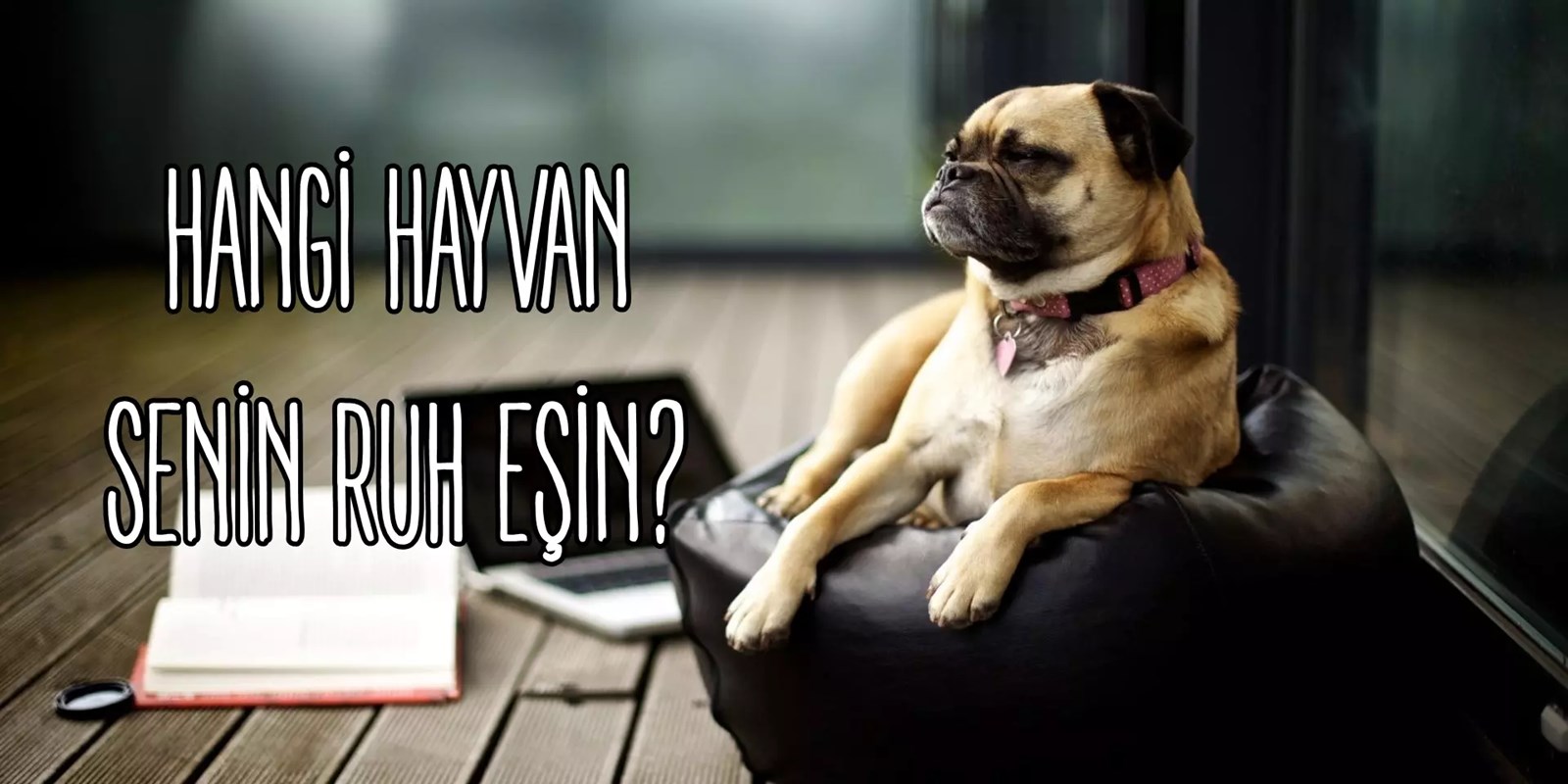 Hangi hayvan senin ruh eşin