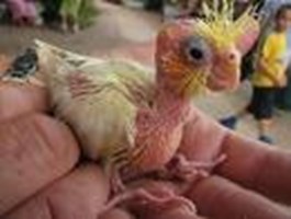 Uçuk Mu? Kaçık Mı?