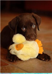 Cute Pet Gifts!