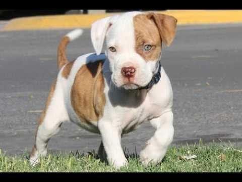 Hangi Köpek Sana Yakışır ?