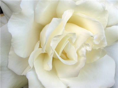 White Roses