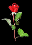 Love Gifts