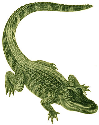 an alligator