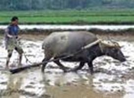 Bạn Là Sĩ Tử May Mắn Đỗ Đh Hay Về Quê Cr?