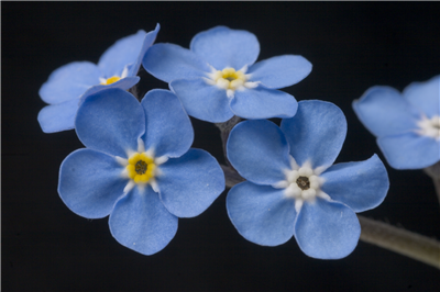 cute flowers