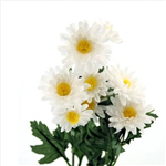 Gift Flowers