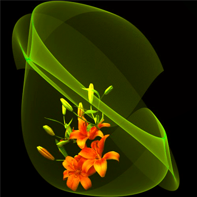 de belles fleurs