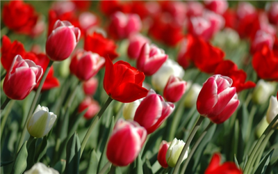 de belles fleurs