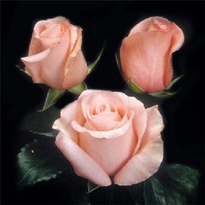de belles fleurs