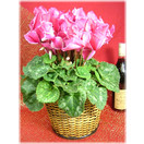  Fleurs