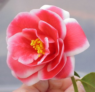 de belles fleurs