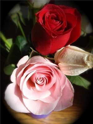 roses 