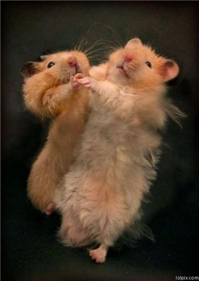 Furry Fun