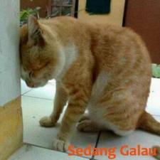 cinta itu galau 