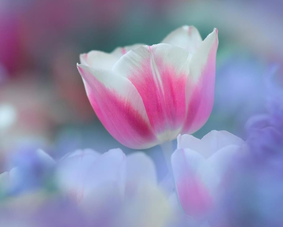 Que Tan Amigos Tienes