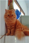Send A Lovely Cat