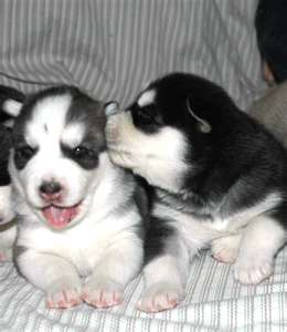 so in love