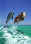 Moo