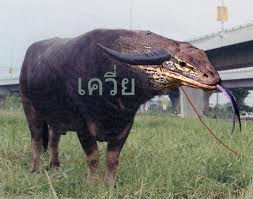 เควี่ย