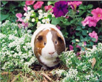 Guinea Pig Gift