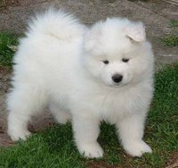 Köpeğime