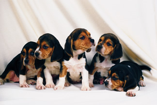 Hangi Köpek Size Daha Uygun?