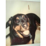 Send Rottie Kisses
