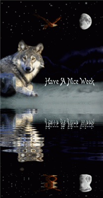 night wolf