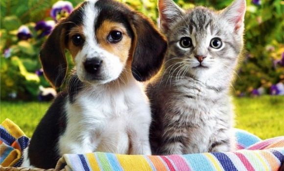 Köpek Mi  Kedi Mi